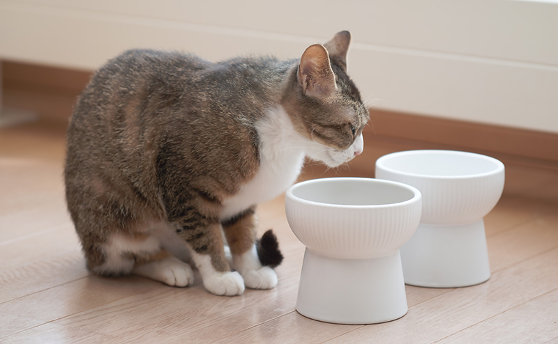 キャットフードを食べようとする猫