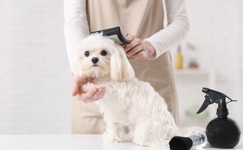 マルチーズの飼い方のポイント