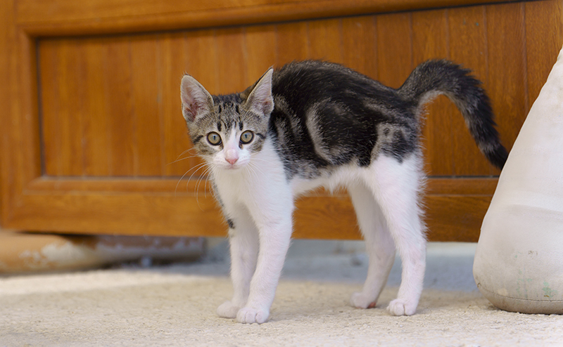 猫エイズの症状