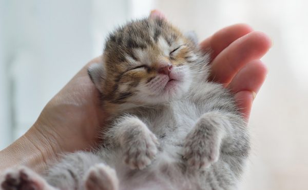 すやすや眠る子猫