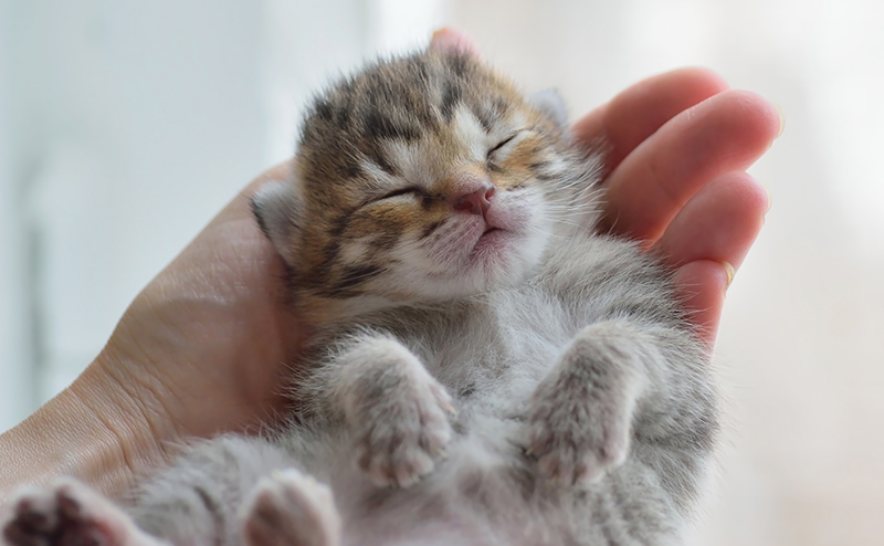 すやすや眠る子猫