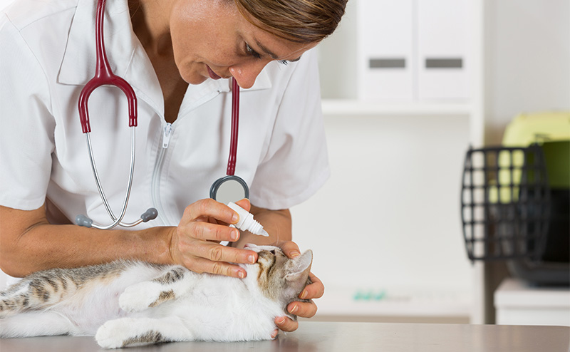 猫の結膜炎の治療法