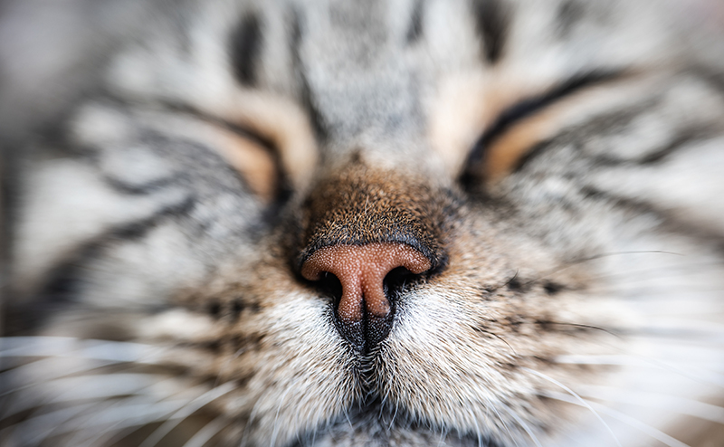 目をつぶっている猫の鼻