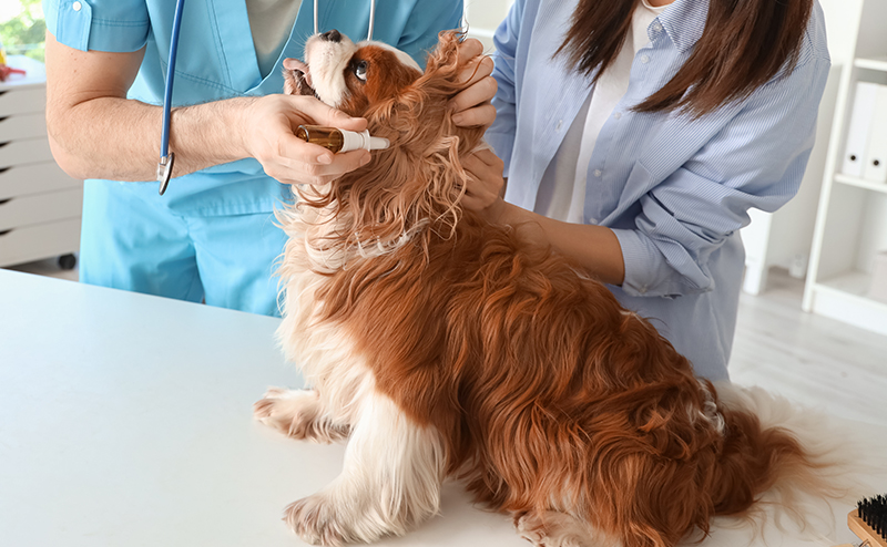 犬の外耳炎の治療方法