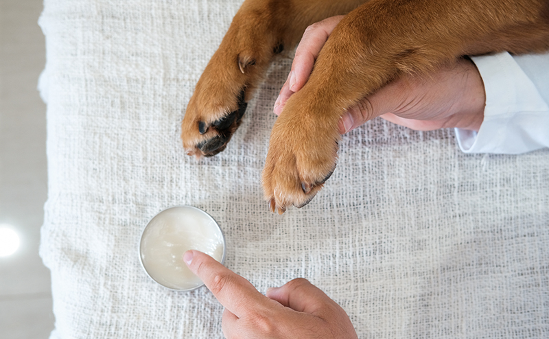 犬の足に外用薬を塗る飼い主
