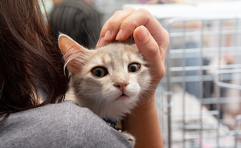 猫エイズはうつる?