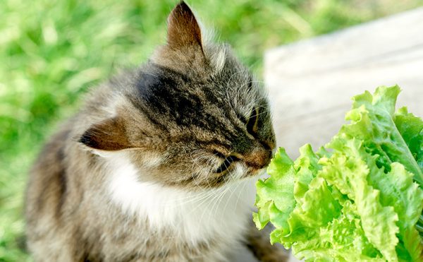 猫はレタスを食べる？