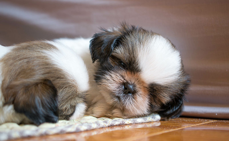 眠るシーズーの子犬