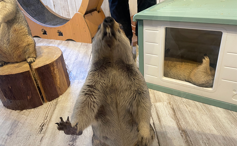 向かってくるヒマラヤマーモット