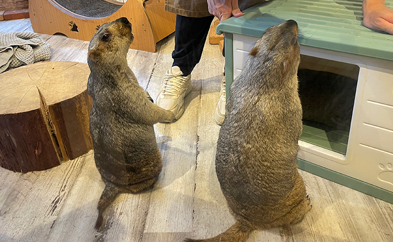 何かを訴えるヒマラヤマーモット