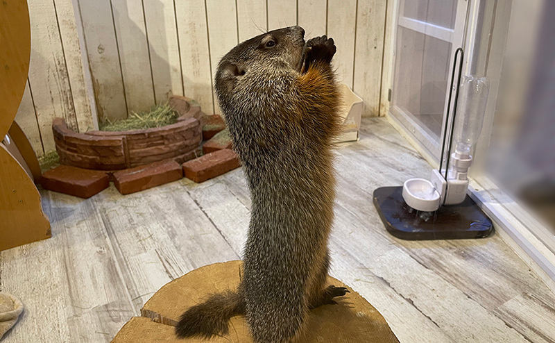 祈るようなマーモット