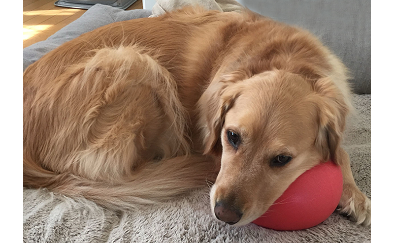 横になるゴールデンレトリーバーのだいずちゃん