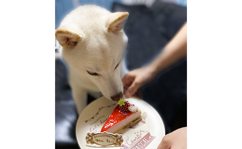 お誕生日の豆柴の海ちゃん
