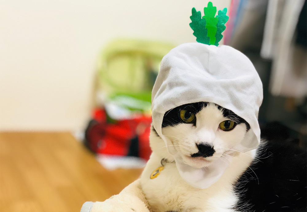 大根帽子をかぶった猫のぱんだちゃん