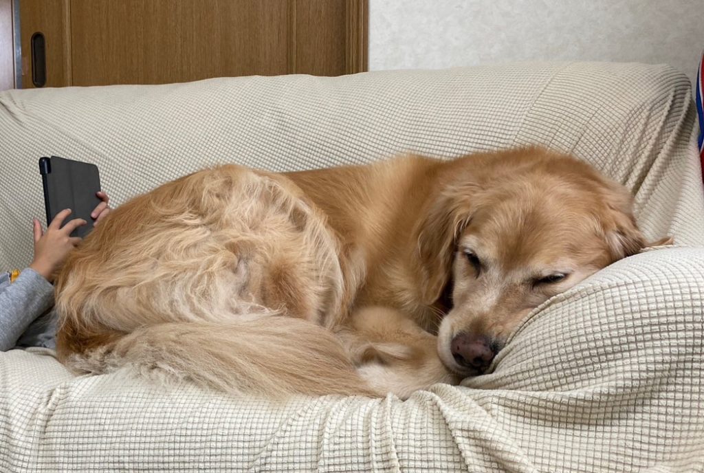 犬がよく寝る原因
