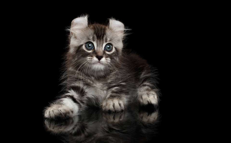 アメリカンカールの子猫