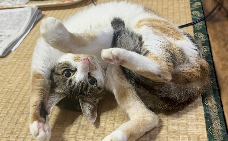 寝転ぶ猫のことちゃん