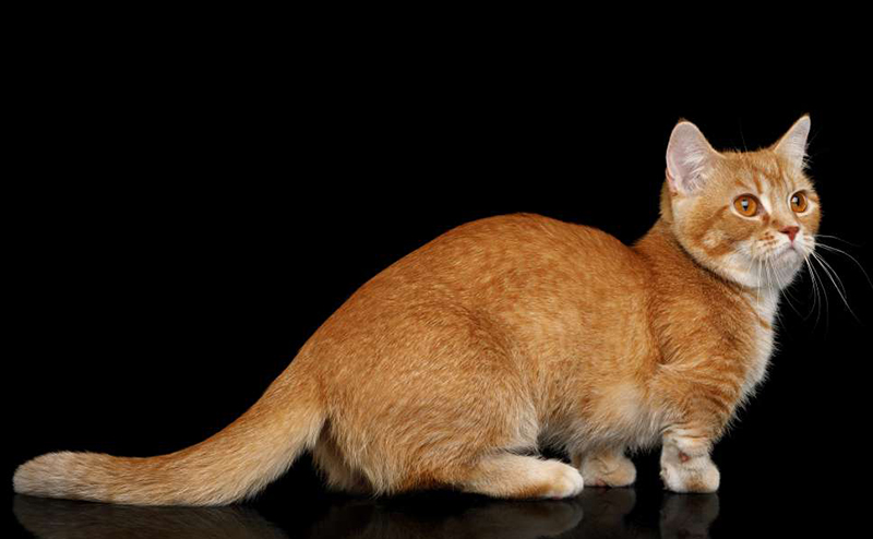 マンチカンは世界一低体高の猫種