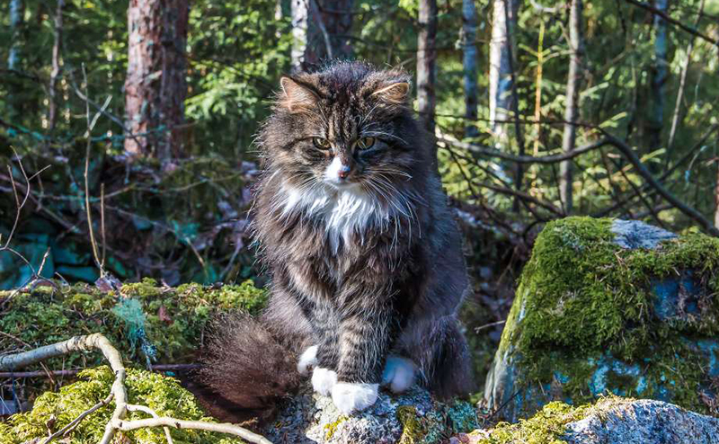 猫の種類 ノルウェージャンフォレストキャット