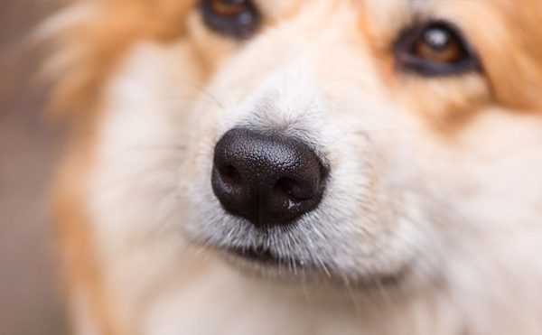 犬の鼻水は病気のサイン？