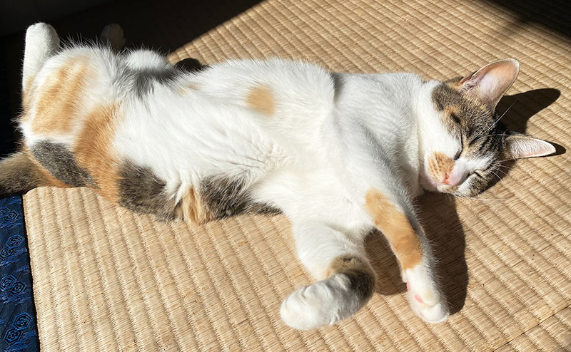 畳でゴロゴロする猫