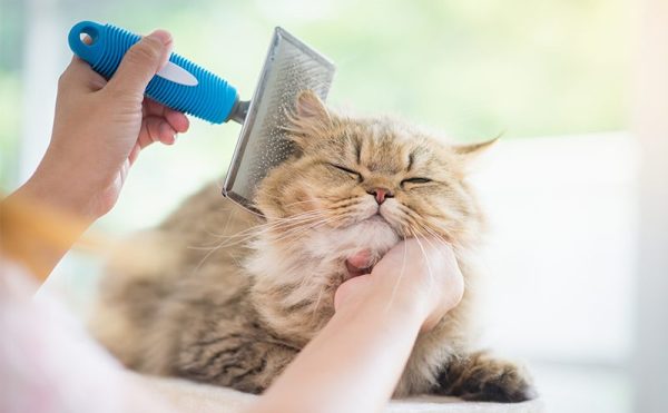 猫のブラッシングの正しいやり方は？頻度や嫌がる時のおすすめ対処法も解説！