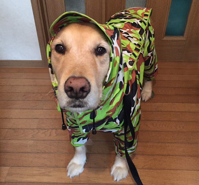 かっぱを着たゴールデンレトリーバー