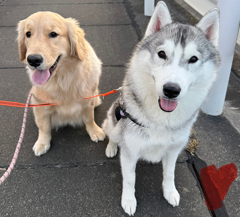 散歩中のゴールデンレトリーバーとシベリアンハスキー