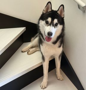シベリアンハスキーのハクちゃん