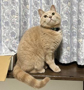 スコティッシュフォールドのそぼろちゃん