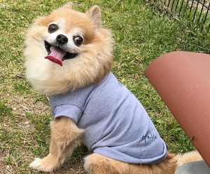 チワワのぷりんちゃん