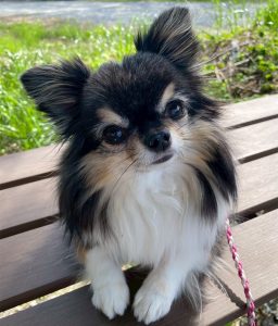 チワワのリリーちゃん