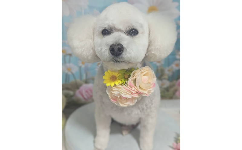 トリミング後のトイプードルのハクちゃん