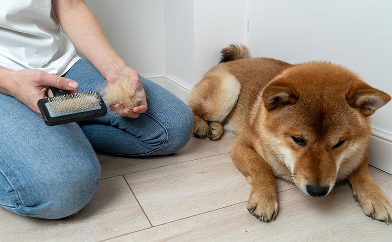 ブラッシングされる柴犬
