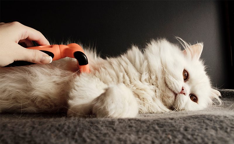 ブラッシングをされているクリーム色の猫