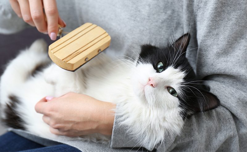 ブラッシングをされている白黒の猫