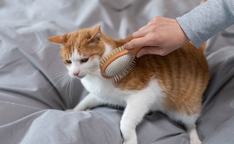 ブラッシングを嫌そうにしている猫