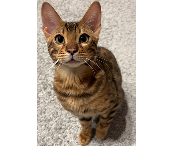 子猫のベンガル