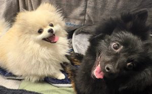 ポメラニアンのポポちゃん、メルちゃん