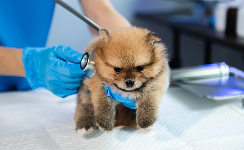 ポメラニアンの子犬が病院で聴診器をあてられている