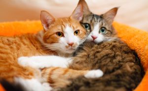 ミックス猫