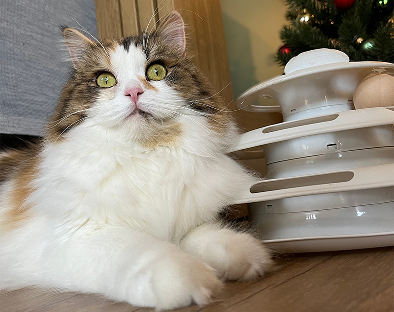 リラックス中のラガマフィン