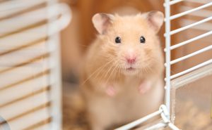ハムスター