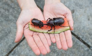 カブトムシ