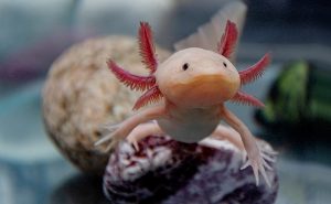 ウーパールーパー