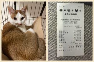 愛猫と膀胱炎治療費のレシート
