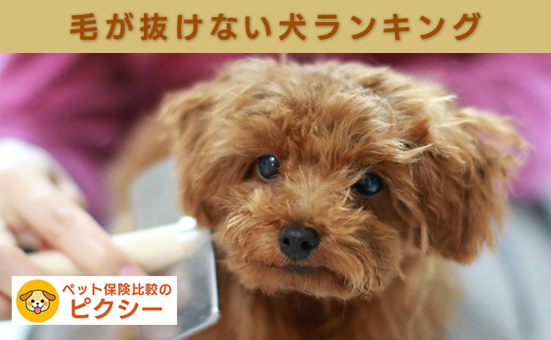 毛が抜けない犬ランキング