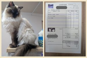 愛猫と胃腸炎治療費のレシート