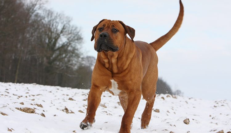 土佐犬の特徴・性格 最新価格と飼い方｜いぬのきもち 犬