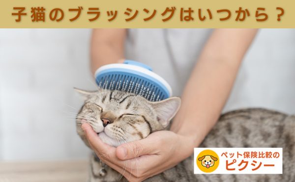 ブラッシングされる子猫